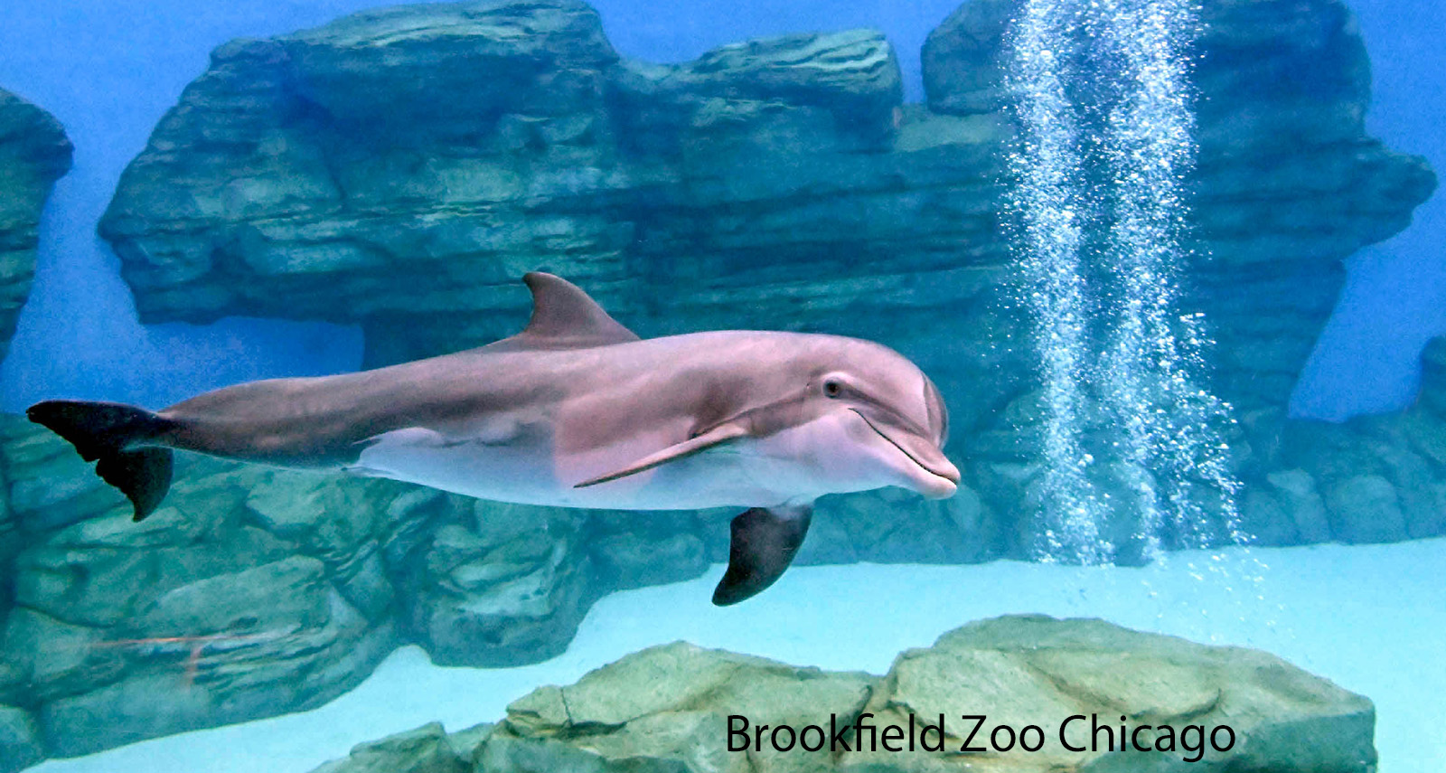 dolphin show at Brookfield Zoo Chicago - 