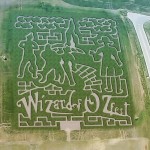 Midwest Wizard of Oz Corn Maize