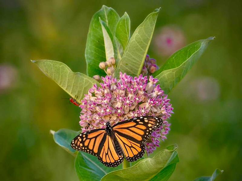 BOMBS AWAY FOR BUTTERFLIES