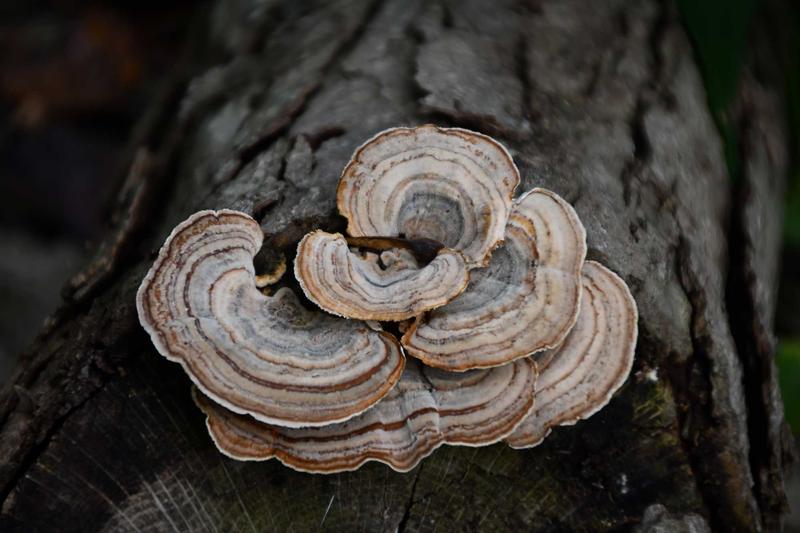 THE FUNGUS AMONG US