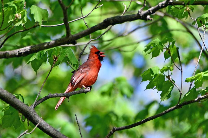 BIRDING FOR THE BLIND AND VISUALLY IMPAIRED