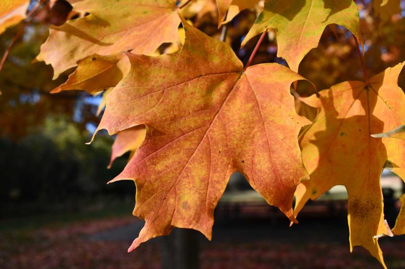 LEISURELY LEAF CYCLE