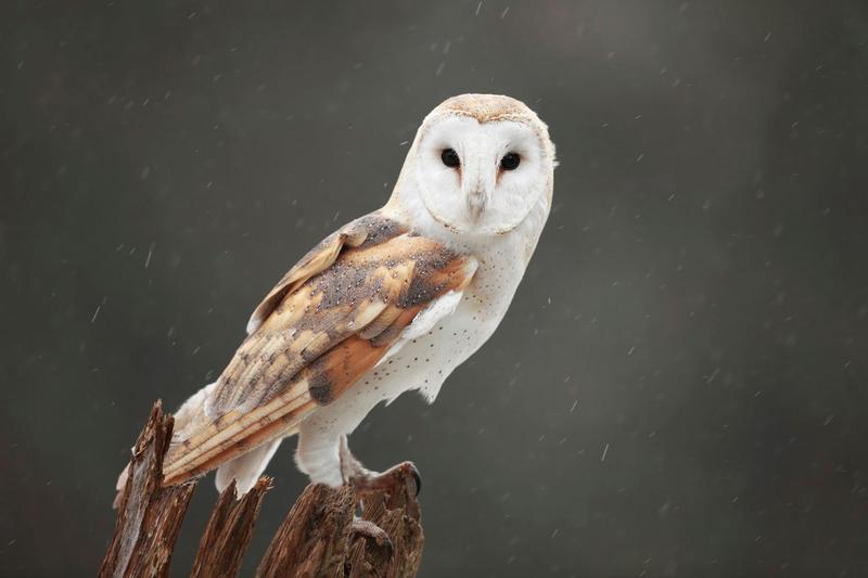 DRAWING OWLS