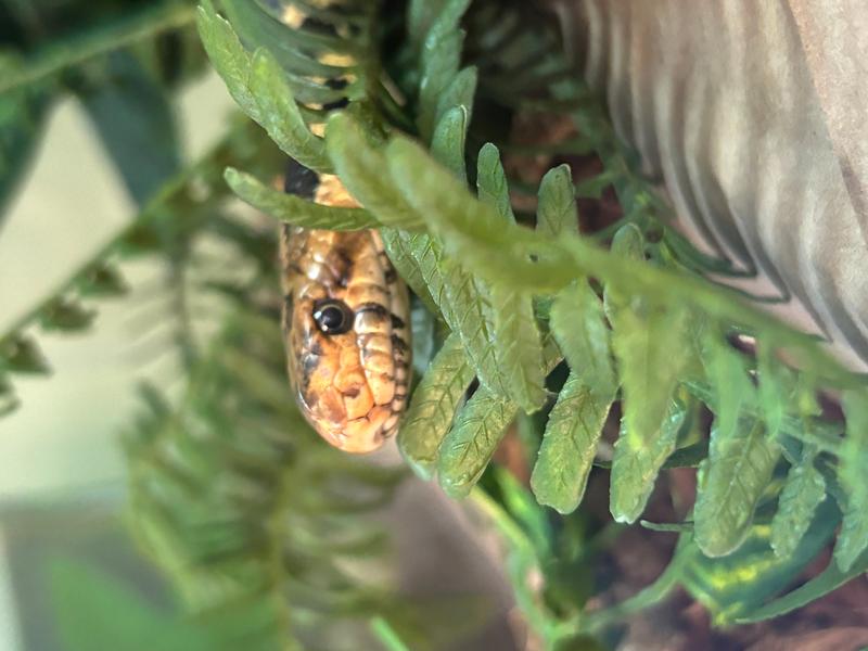 WEE WONDERS: SNAKES