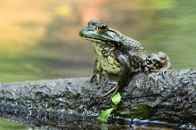 AN AFTERNOON WITH FRIENDS: OUR AMPHIBIANS AND REPTILES