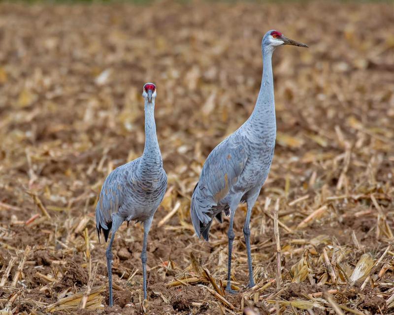 NATURE PLAY DAY AFTER HOURS: SANDHILL CRANES