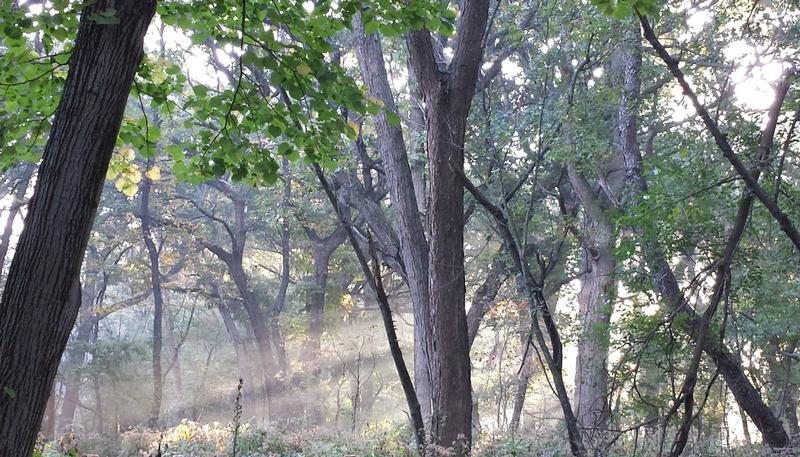 FOREST THERAPY