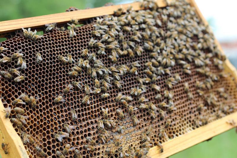 MEET A BEEKEEPER