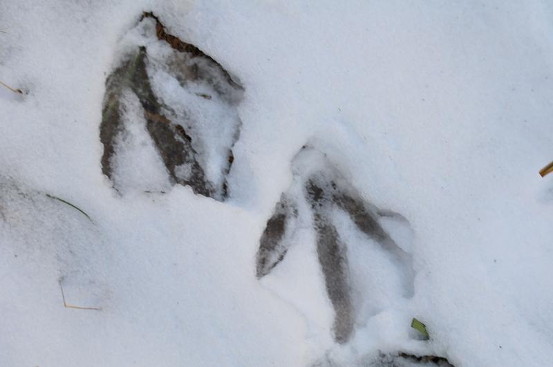 WILD ANIMAL TRACKS