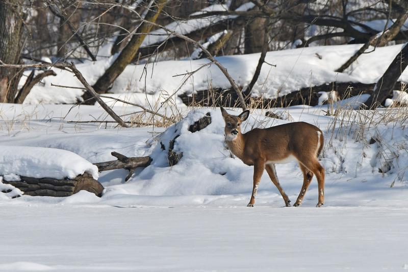 NATURE PLAY DAY AFTER HOURS: OH, DEER!