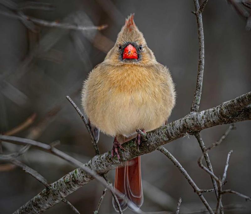 I’LL BE BIRDING FOR CHRISTMAS