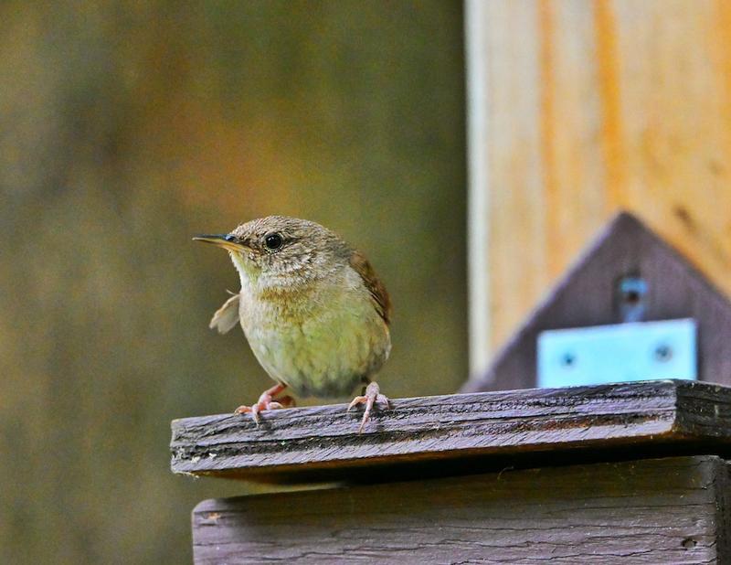 BUILD A BIRDHOUSE