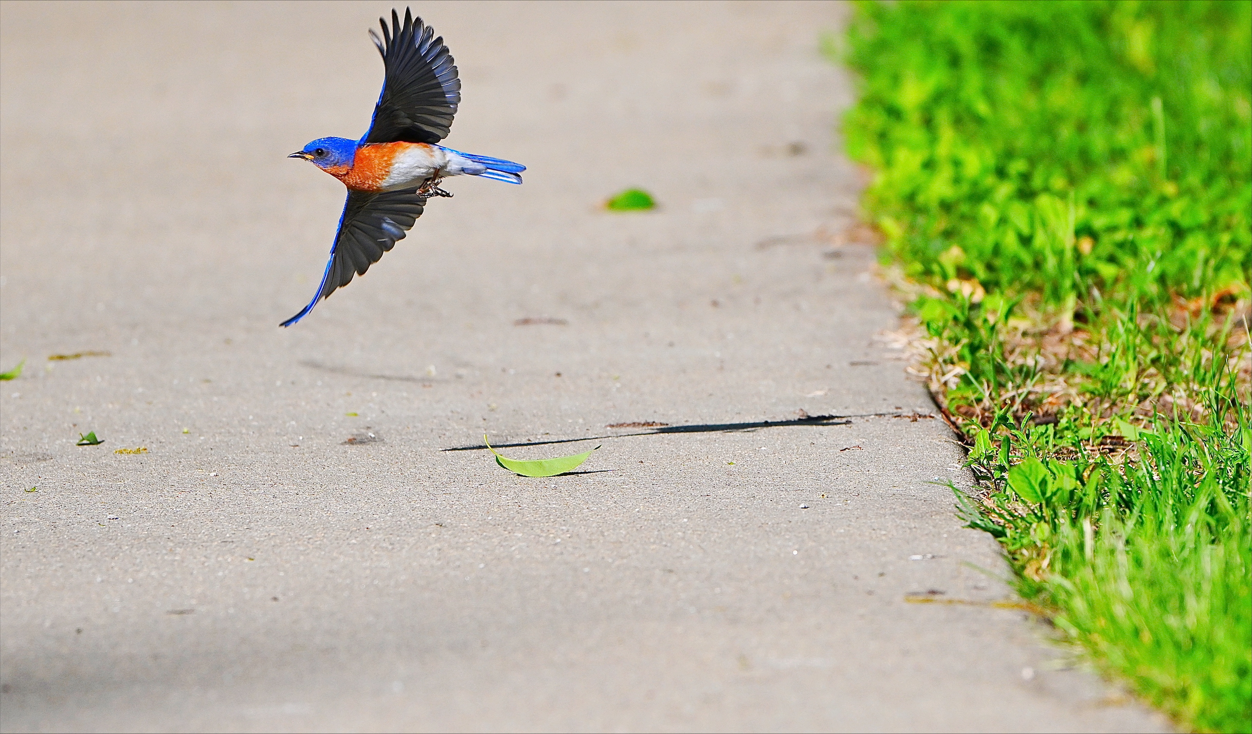 TUESDAY MORNINGS ARE FOR THE BIRDS!
