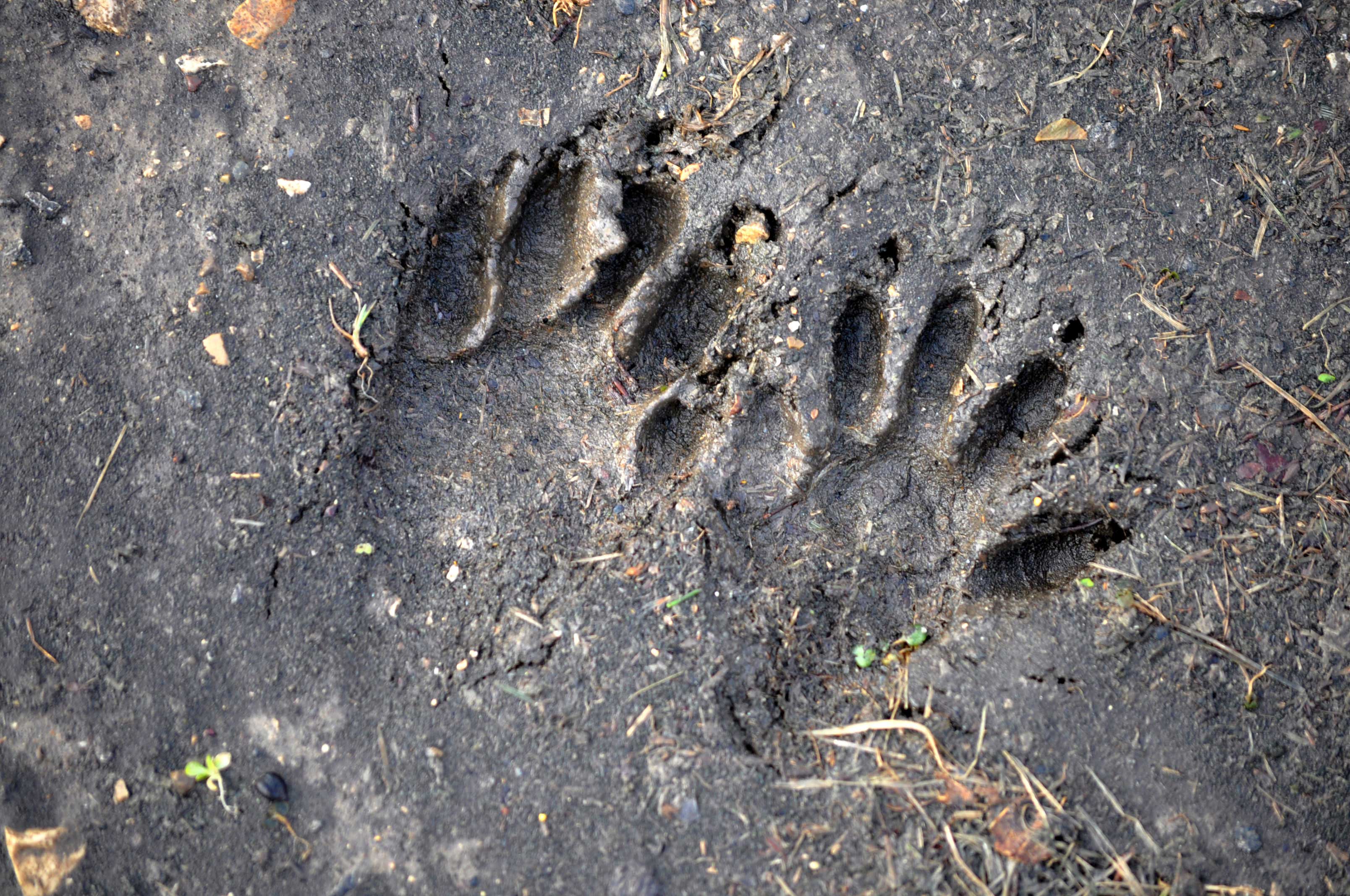 WILD ANIMAL TRACKS