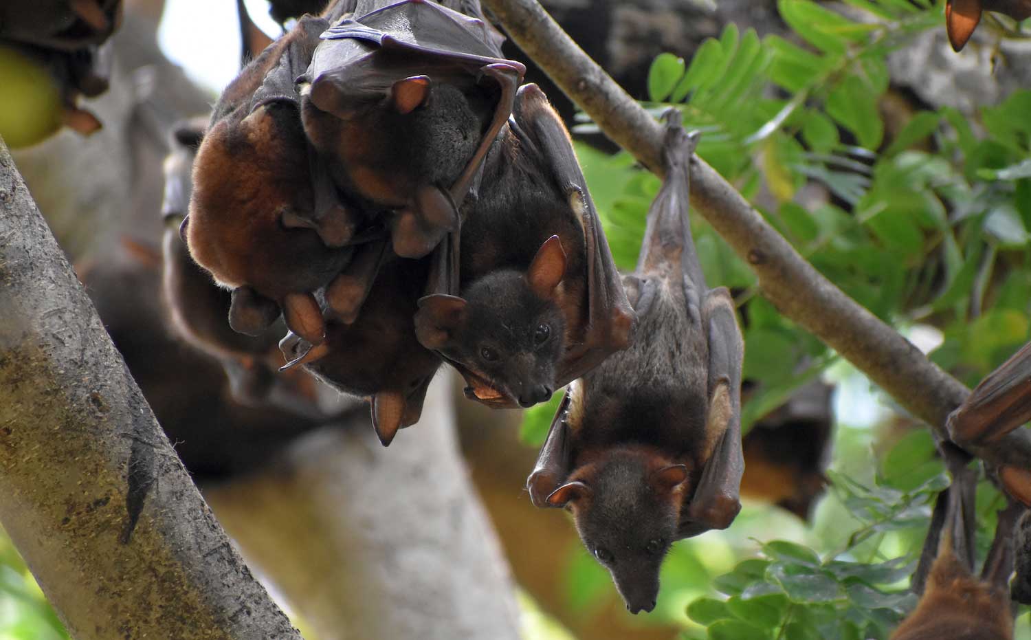 TEEN BAT CRAWL