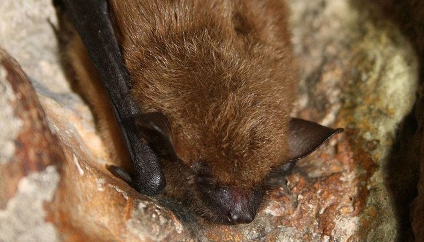 BAT & NIGHTHAWK WALK