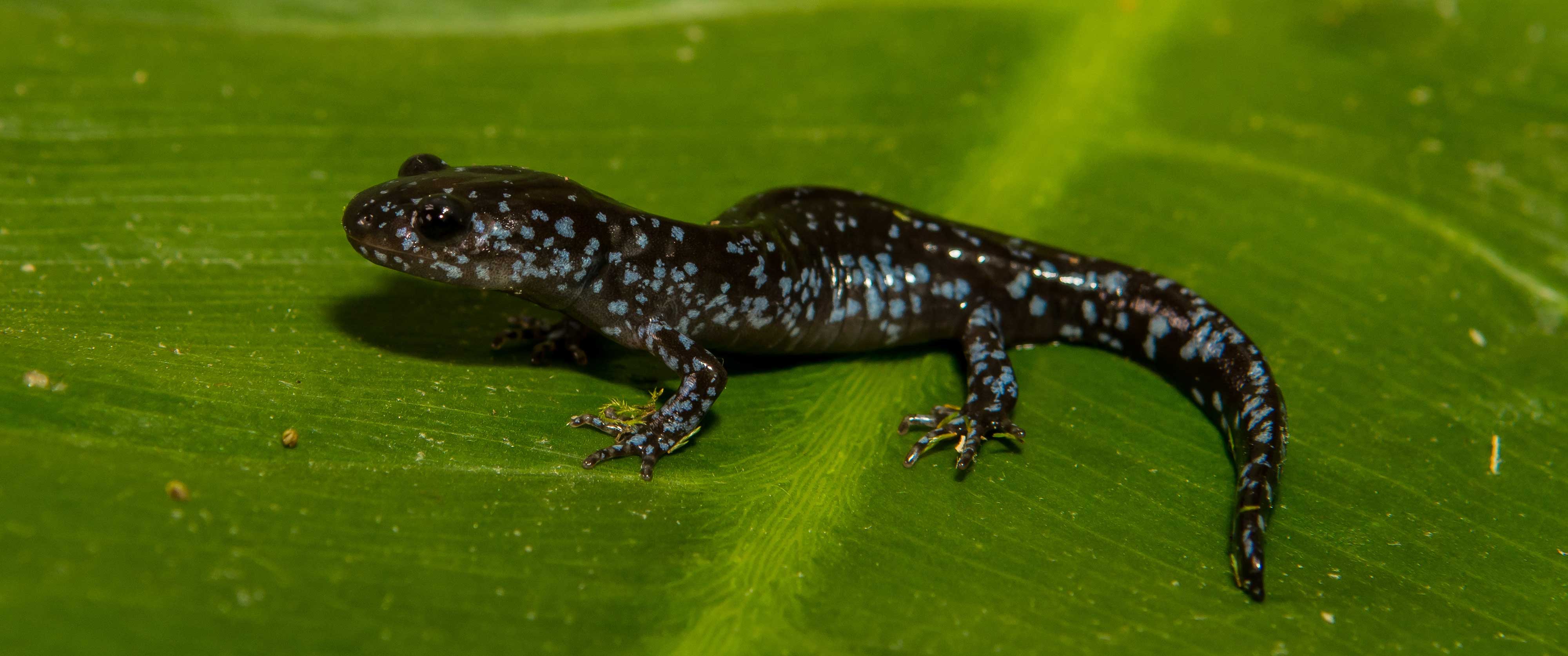SALAMANDER SAFARI AT PLUM CREEK