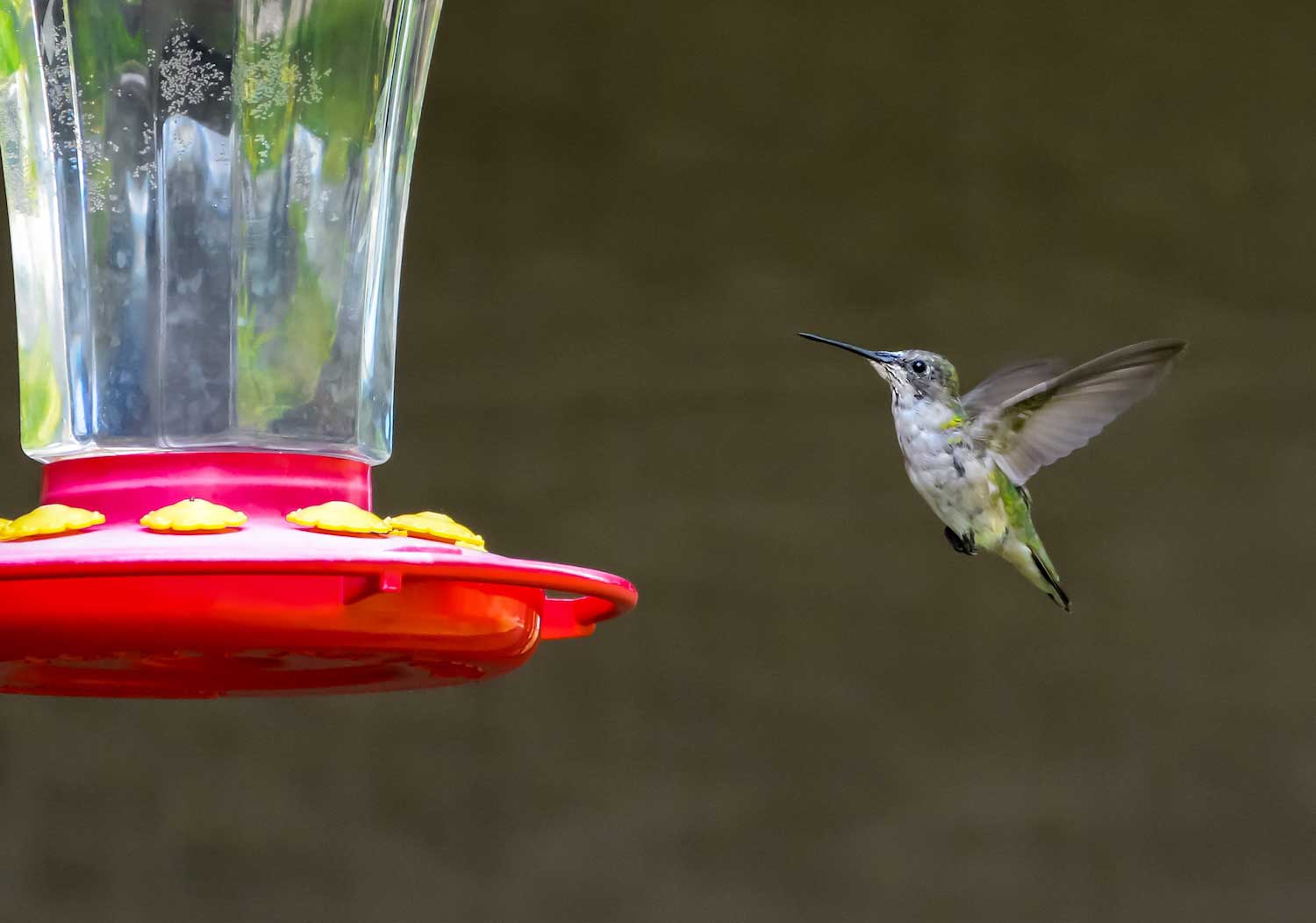 HUMMINGBIRD HANGOUT