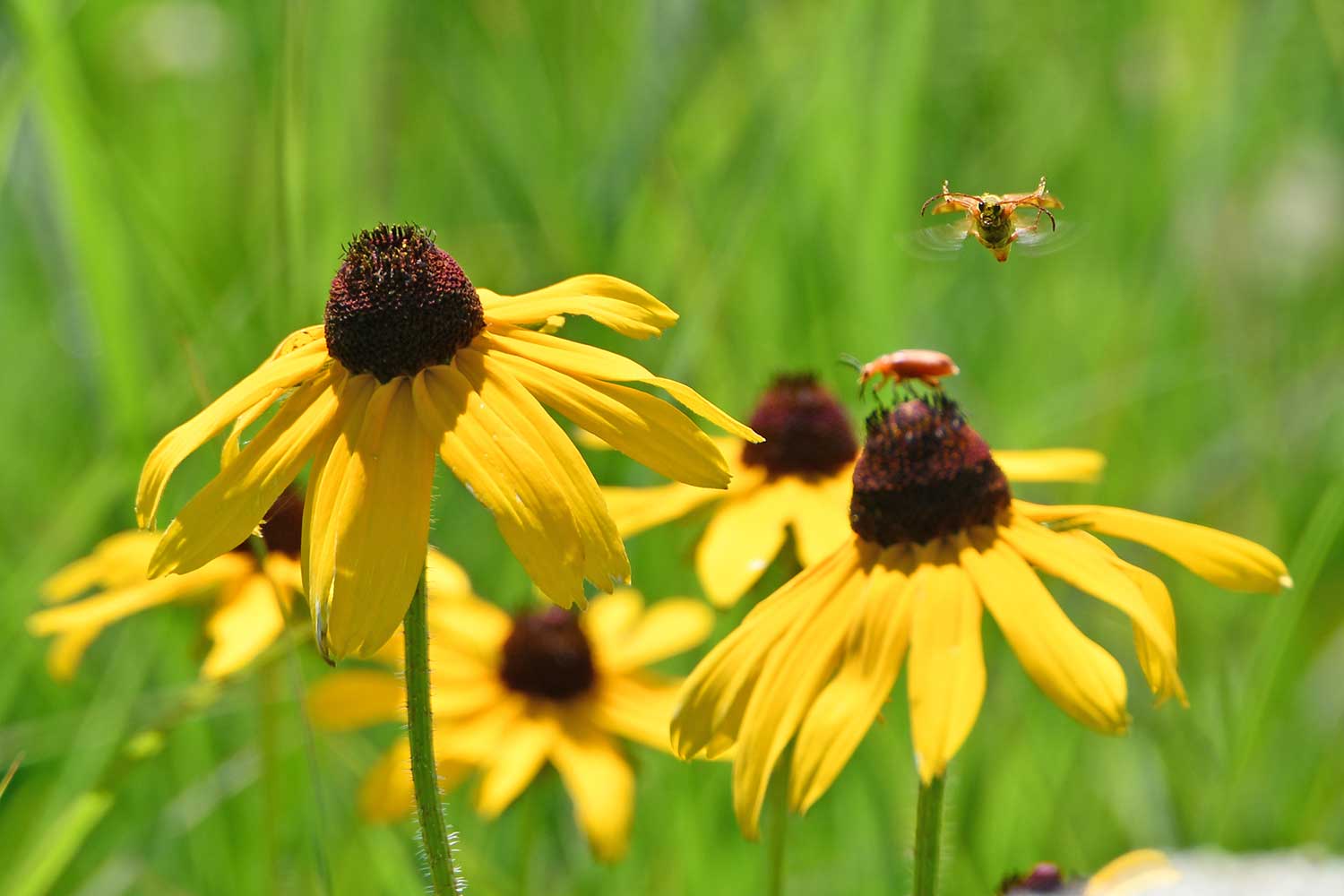 INTRO TO GARDENING FOR WILDLIFE