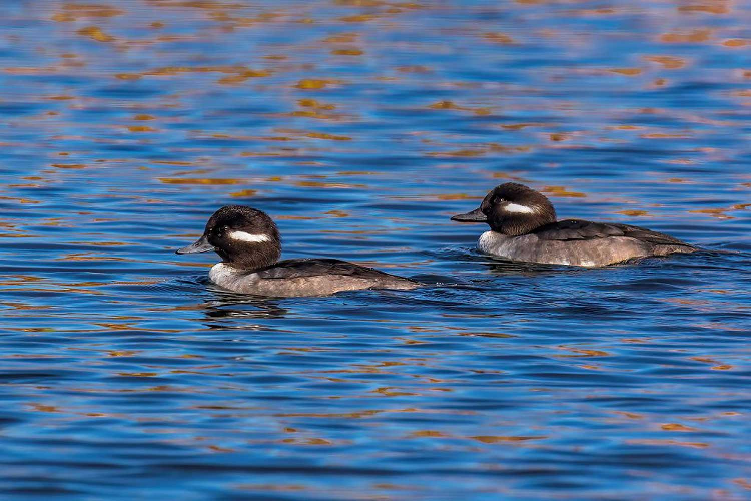 FEDERAL DUCK STAMP ART DISPLAY