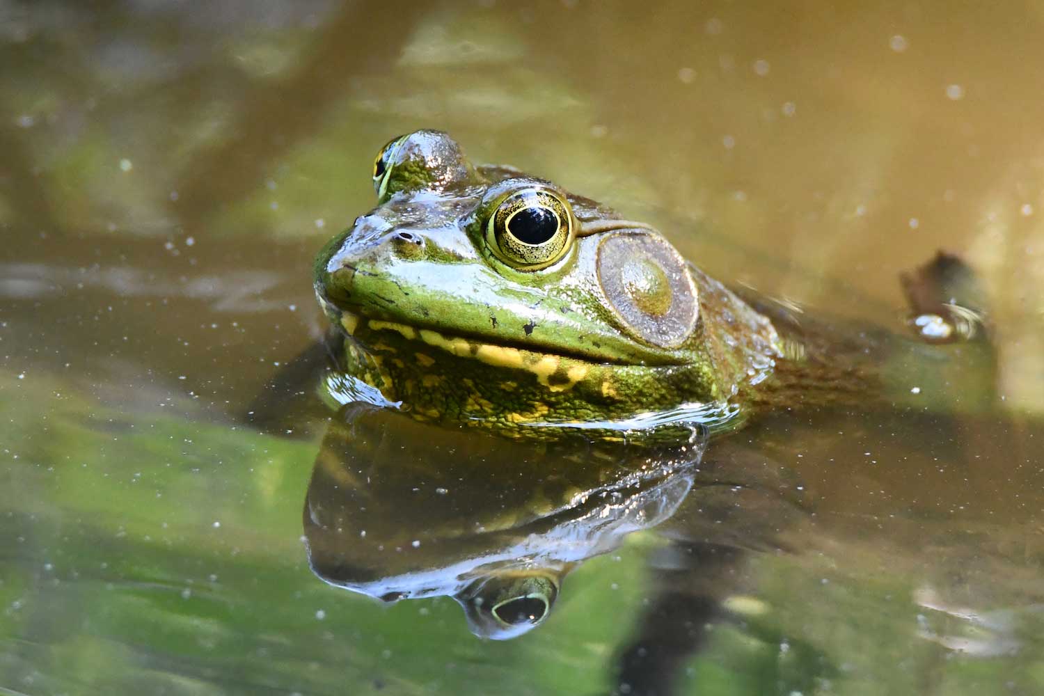 SPRING BREAK STAYCATION: WETLAND WONDERS