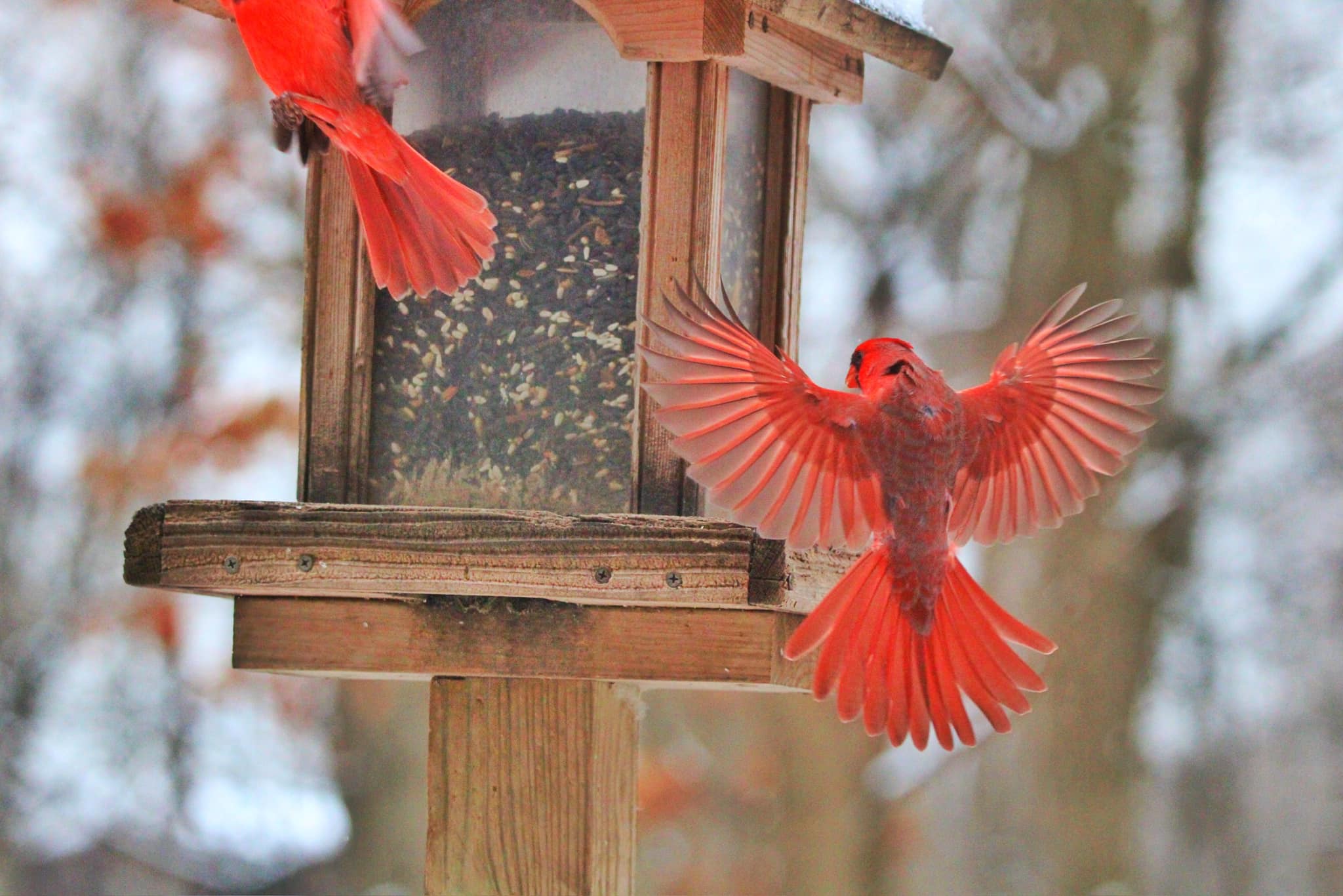 FEEDER WATCH & ORIGAMI
