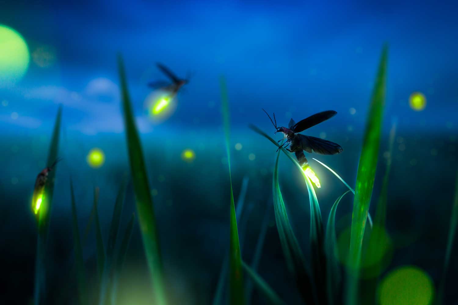 FIREFLIES: NATURE’S LIGHT SHOW