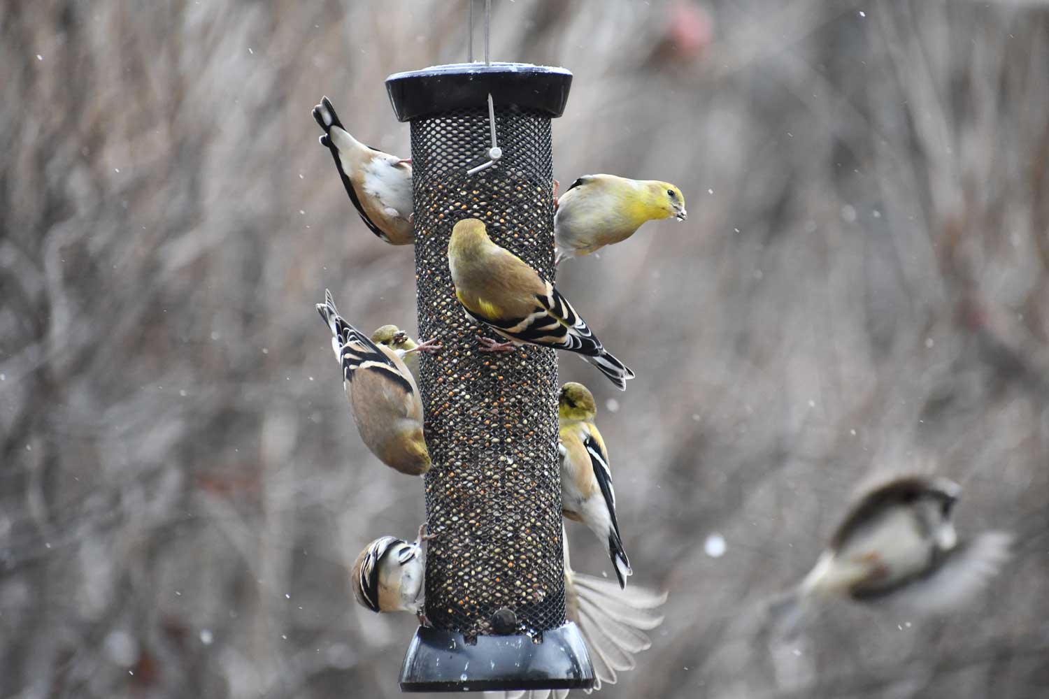 MELODIES IN THE MORNING