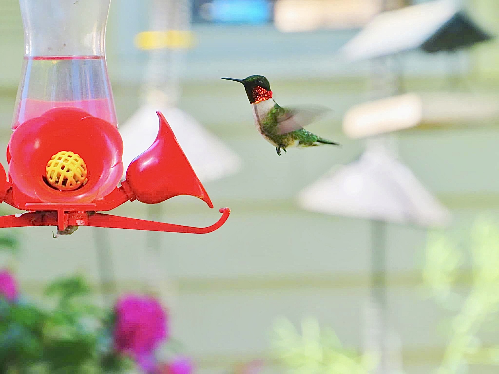 WEE WONDERS: HUMMINGBIRDS
