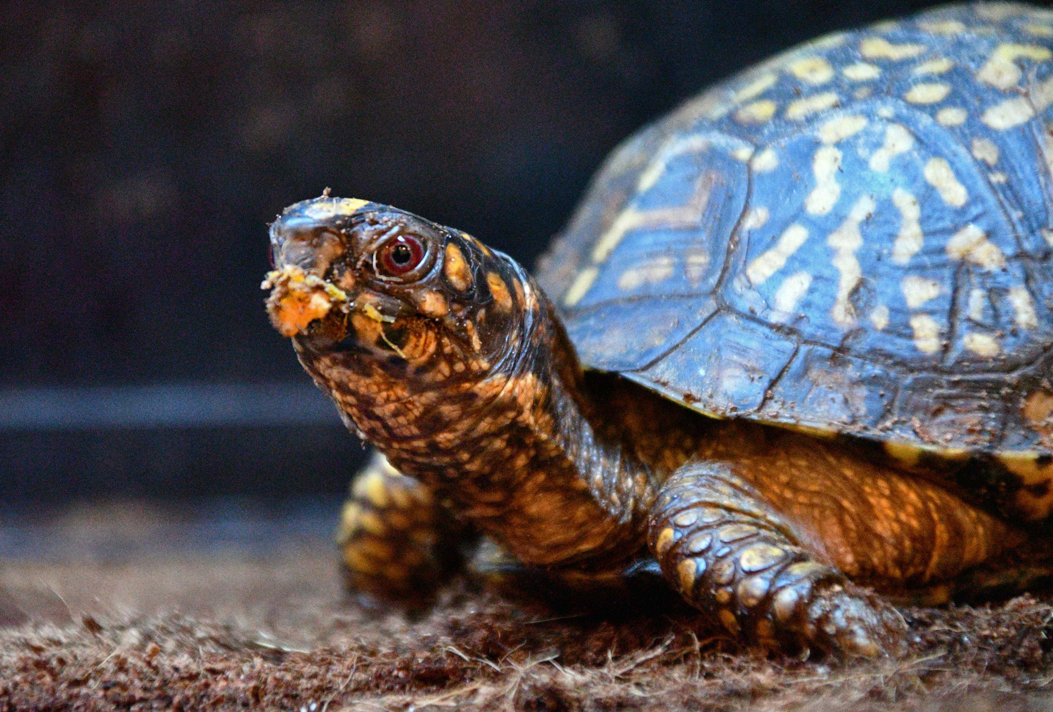 LILO’S TURTLE TROT (W-SU)