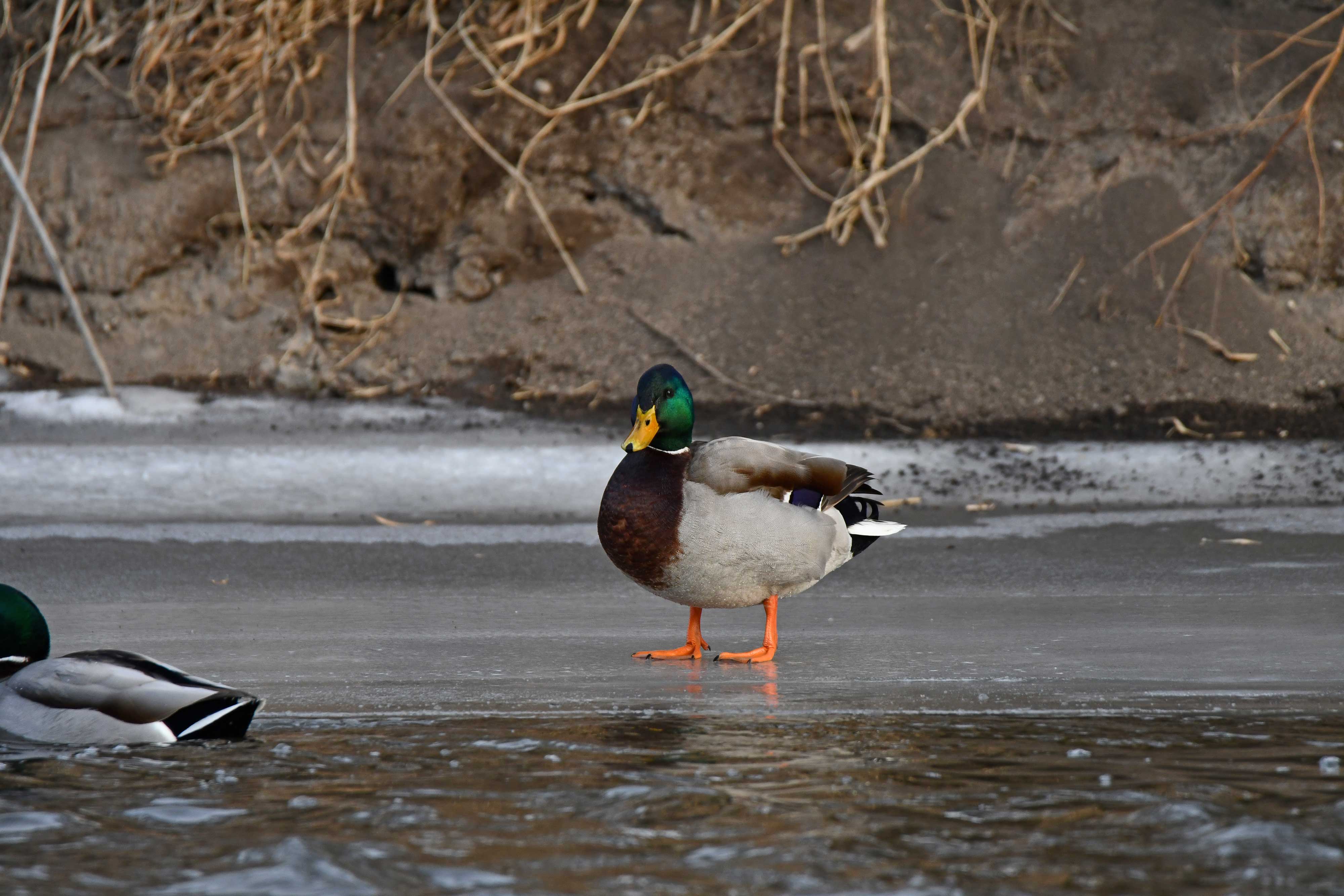 NATURE PLAY DAY AFTER HOURS: DUCKS IN A ROW