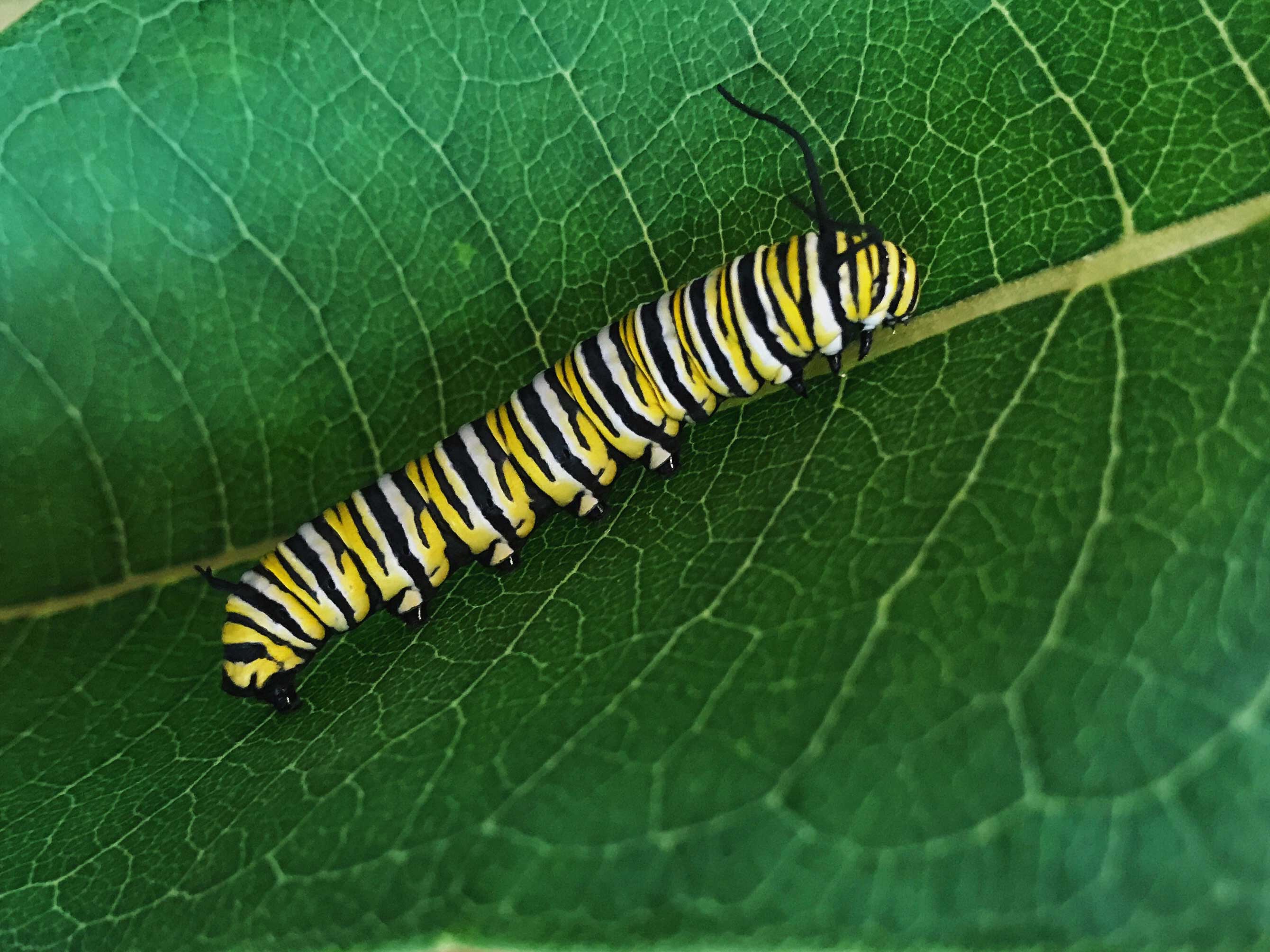 SPRING BREAK STAYCATION: POLLINATION PALS