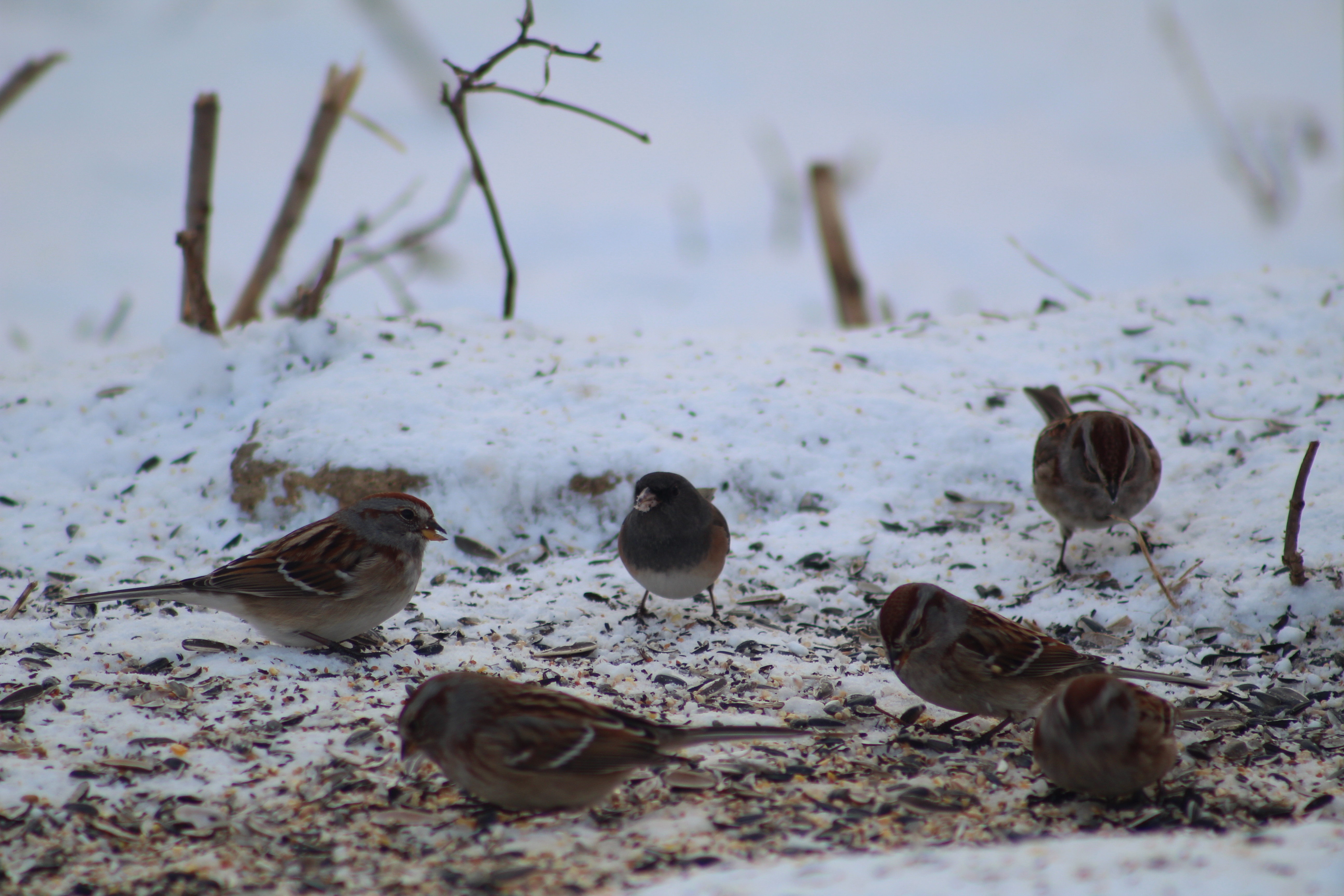 BAFFLING BROWN BIRDS
