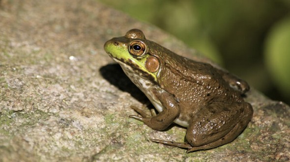 CALLING OF THE FROGS