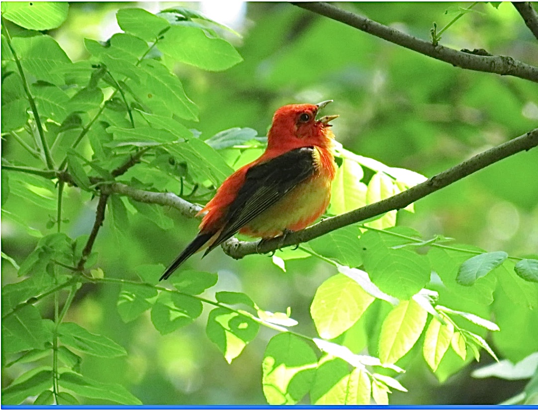 WORLD MIGRATORY BIRD DAY: MIGRATION MADNESS