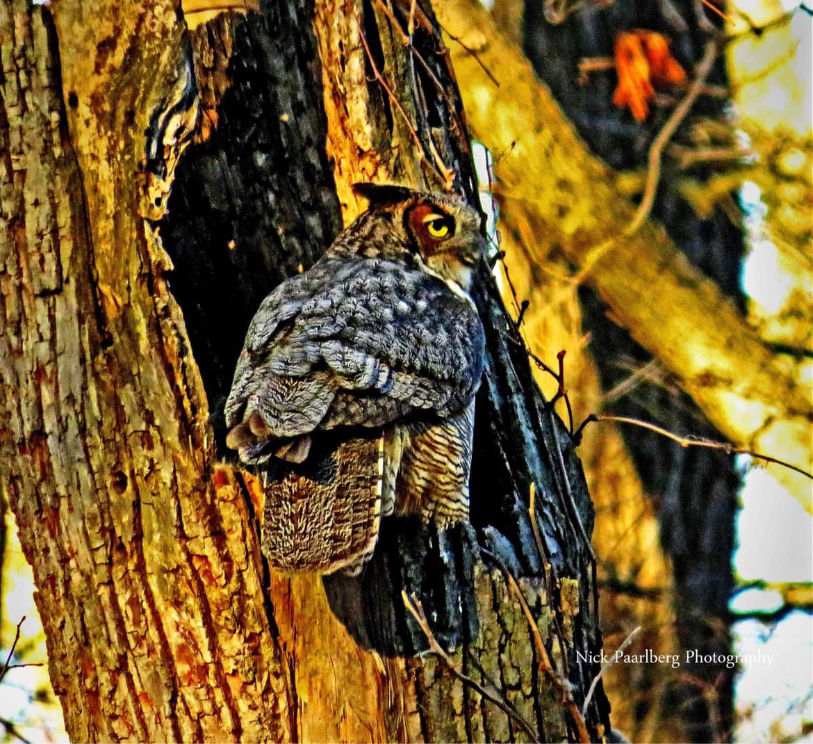 OWL PROWL