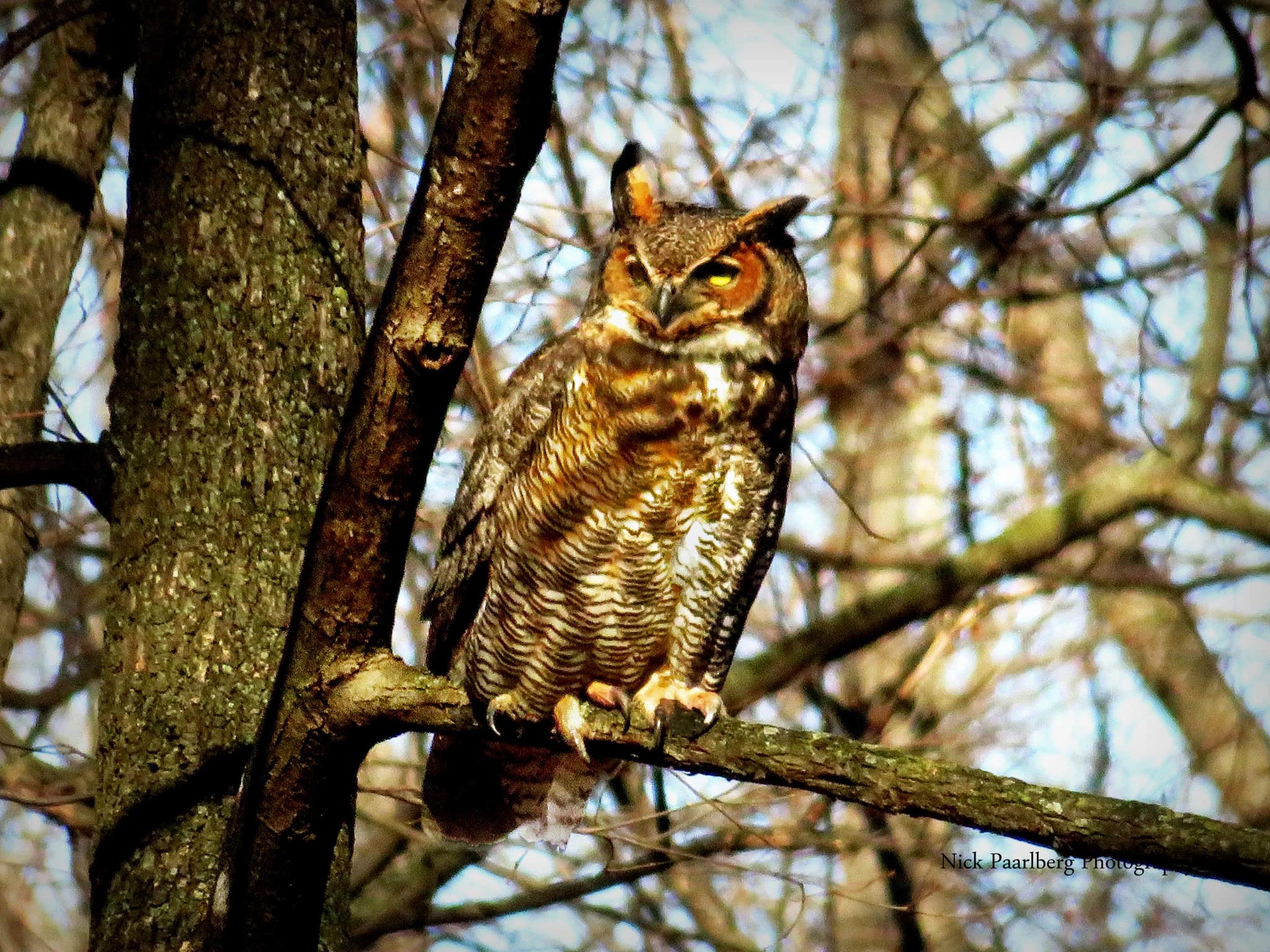 WEE WONDERS: OWLS