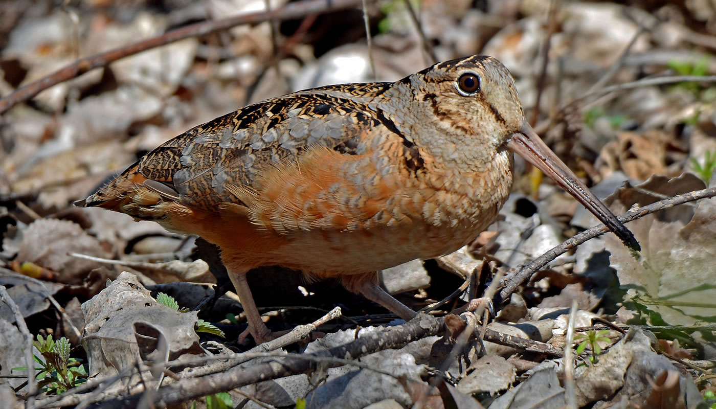 WOODCOCK WALK