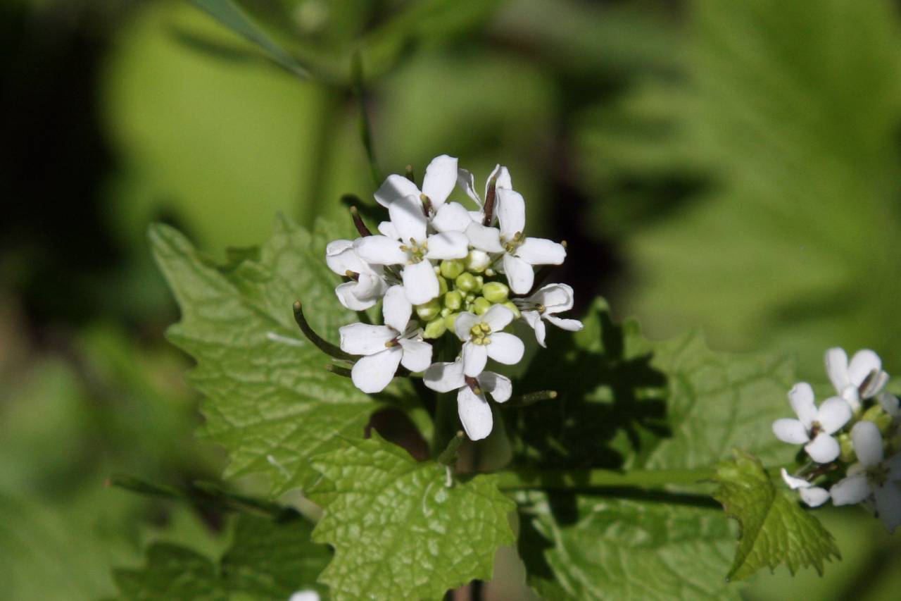 FAMILY GARLIC MUSTARD PULL
