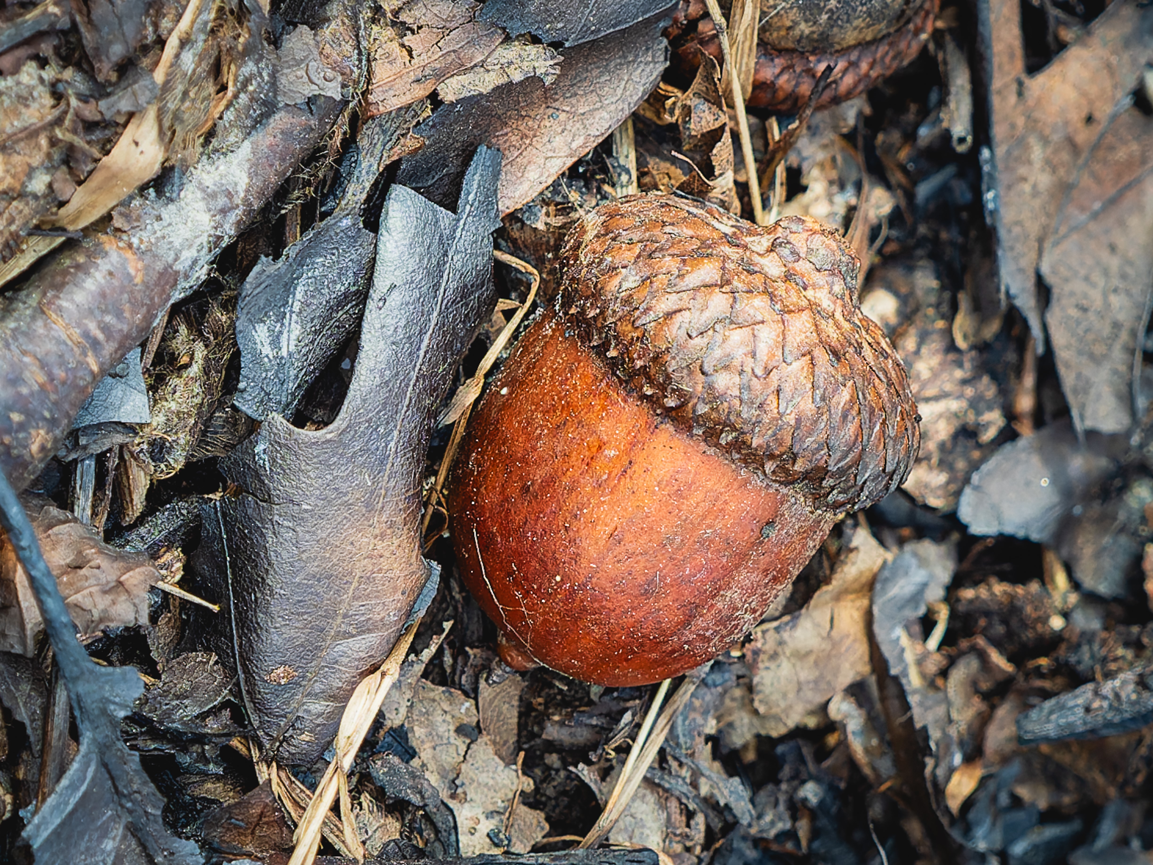 WILD EDIBLES WALK