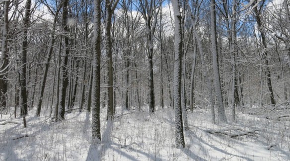 CRAFTERNOON: SNOW INSPIRED ART