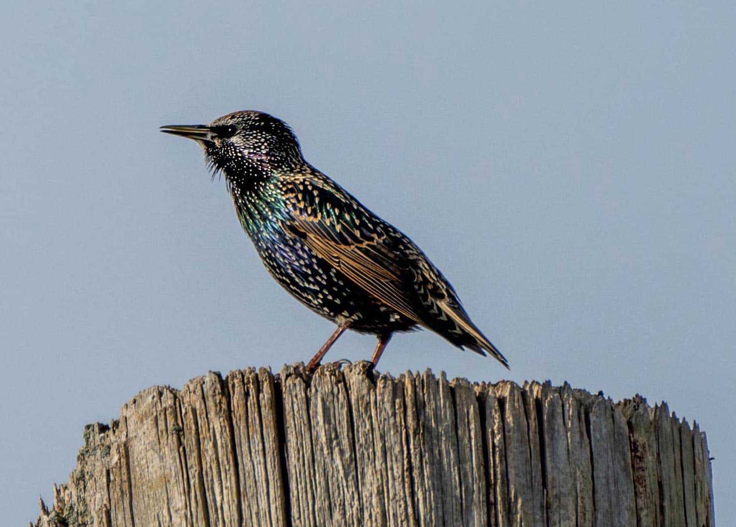 SHAKESPEARE’S GARDEN: SENSORY HIKE