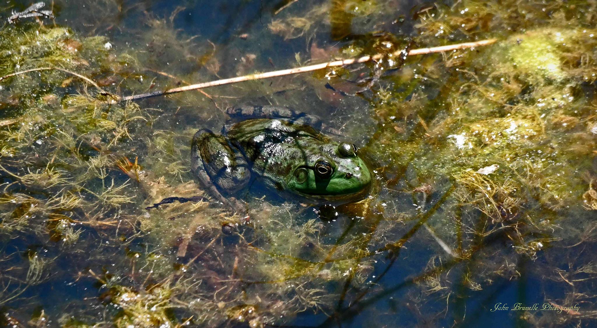 NIGHT OF THE FROGS/NOCHE DE LAS RANAS