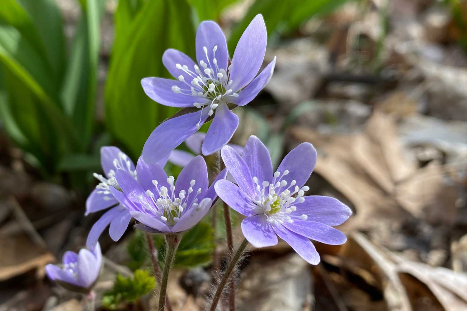 WHERE THE WILDFLOWERS ARE: RACCOON GROVE NATURE PRESERVE