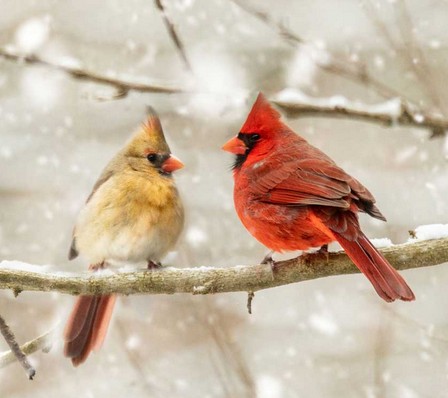 MATES AND MIMOSAS DATE NIGHT