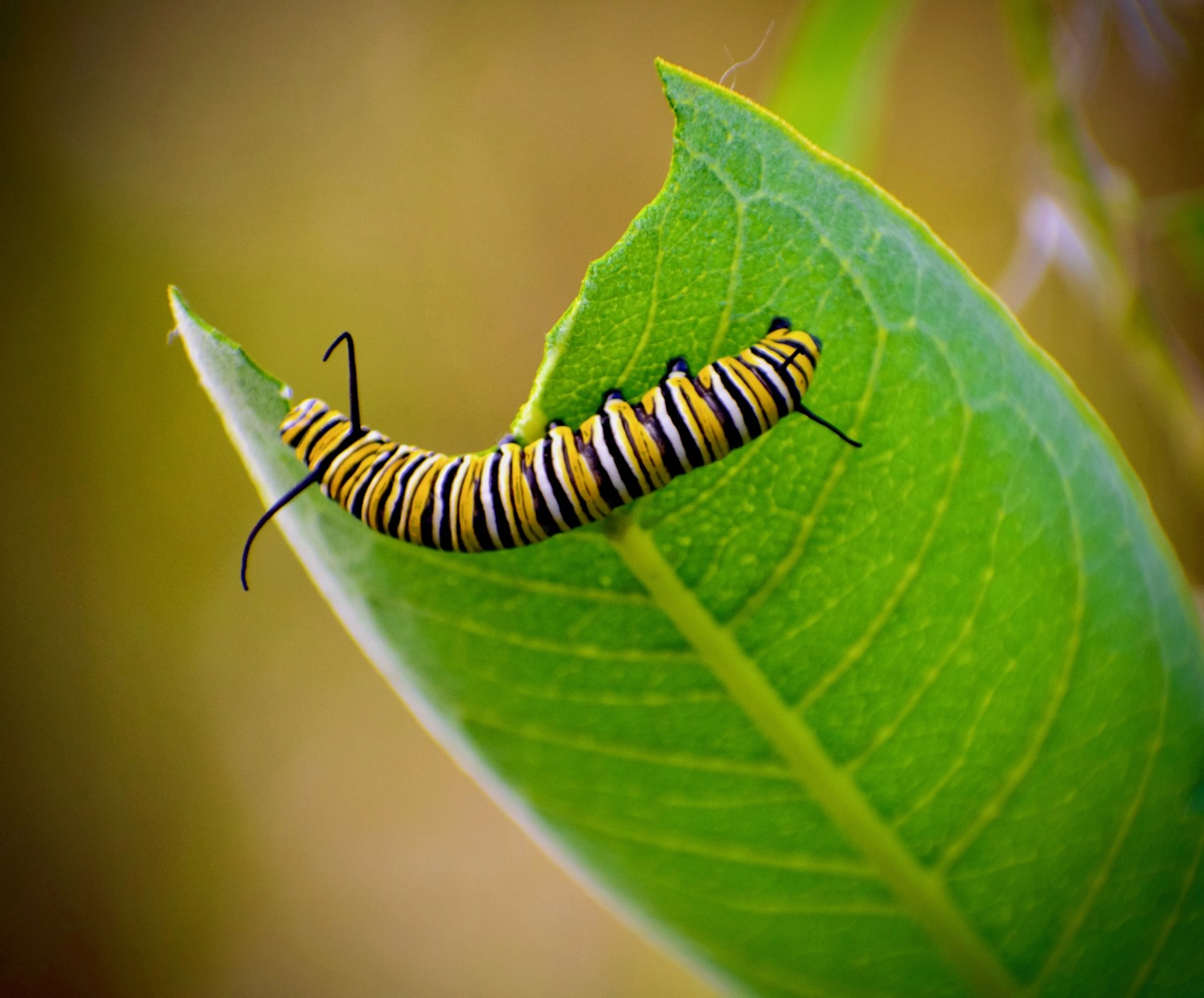 WEE WONDERS: POLLINATORS