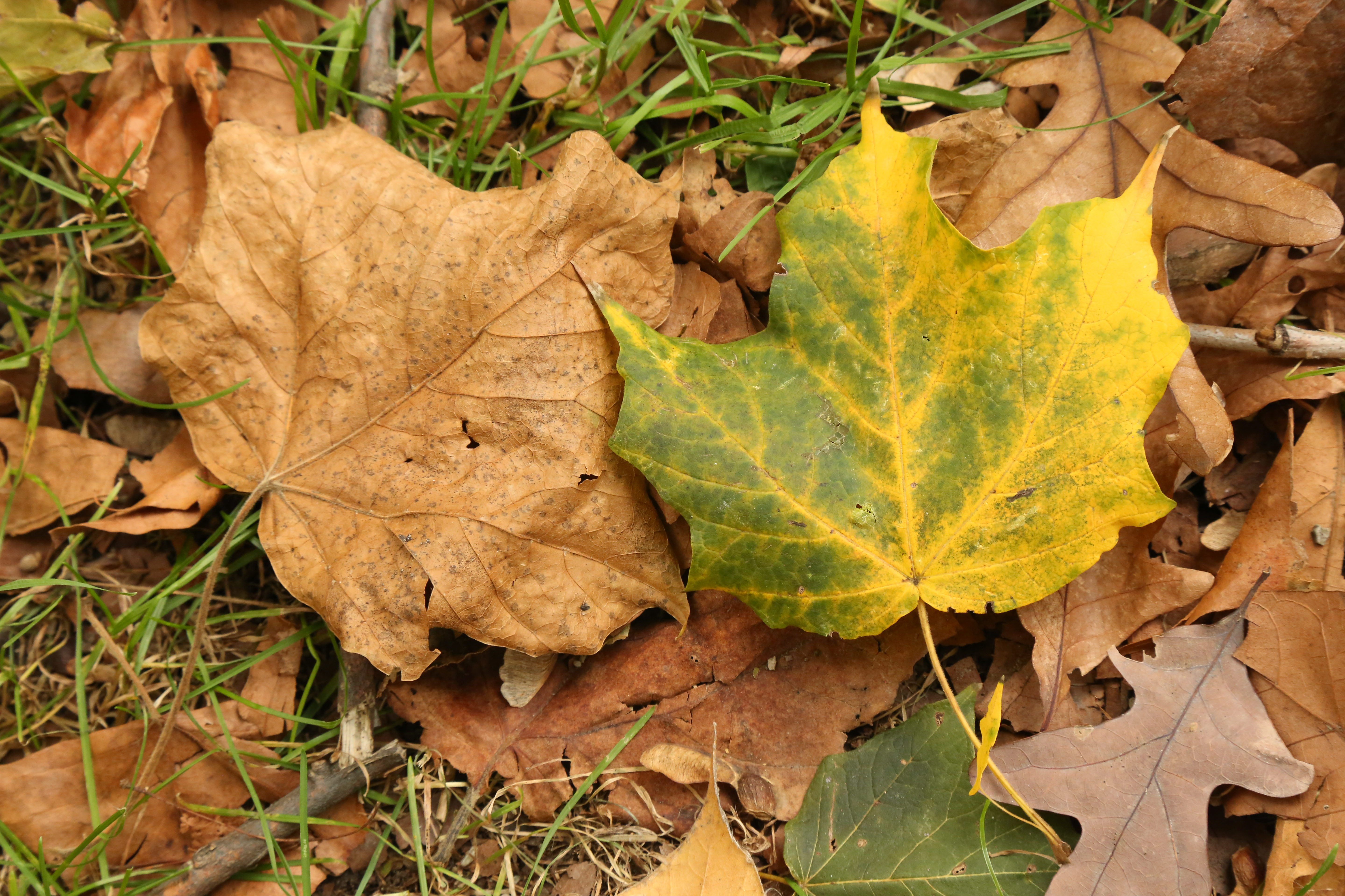 WEE WONDERS: FALL COLORS