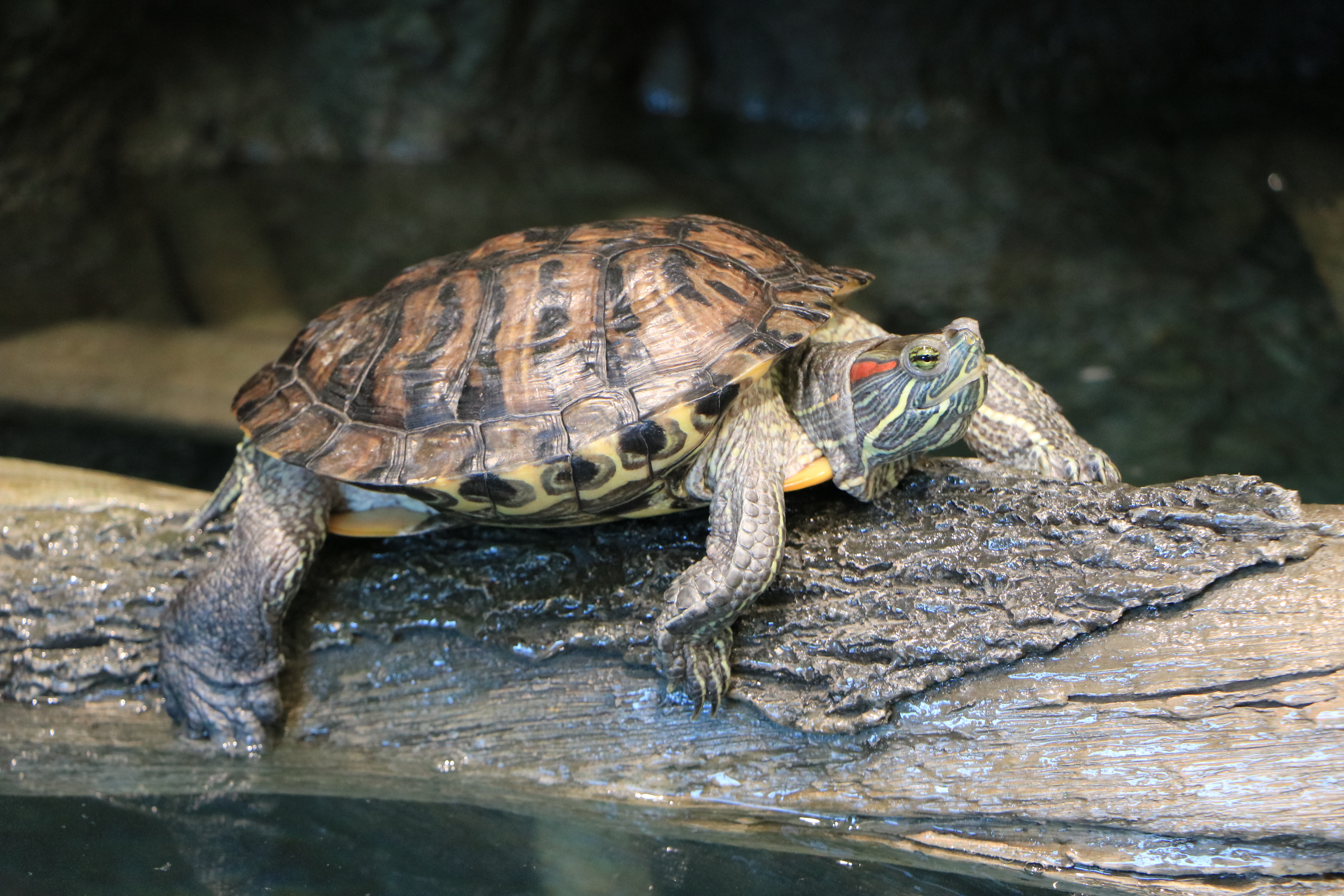 PACIFIC ISLANDER TURTLE TAPA CLOTH