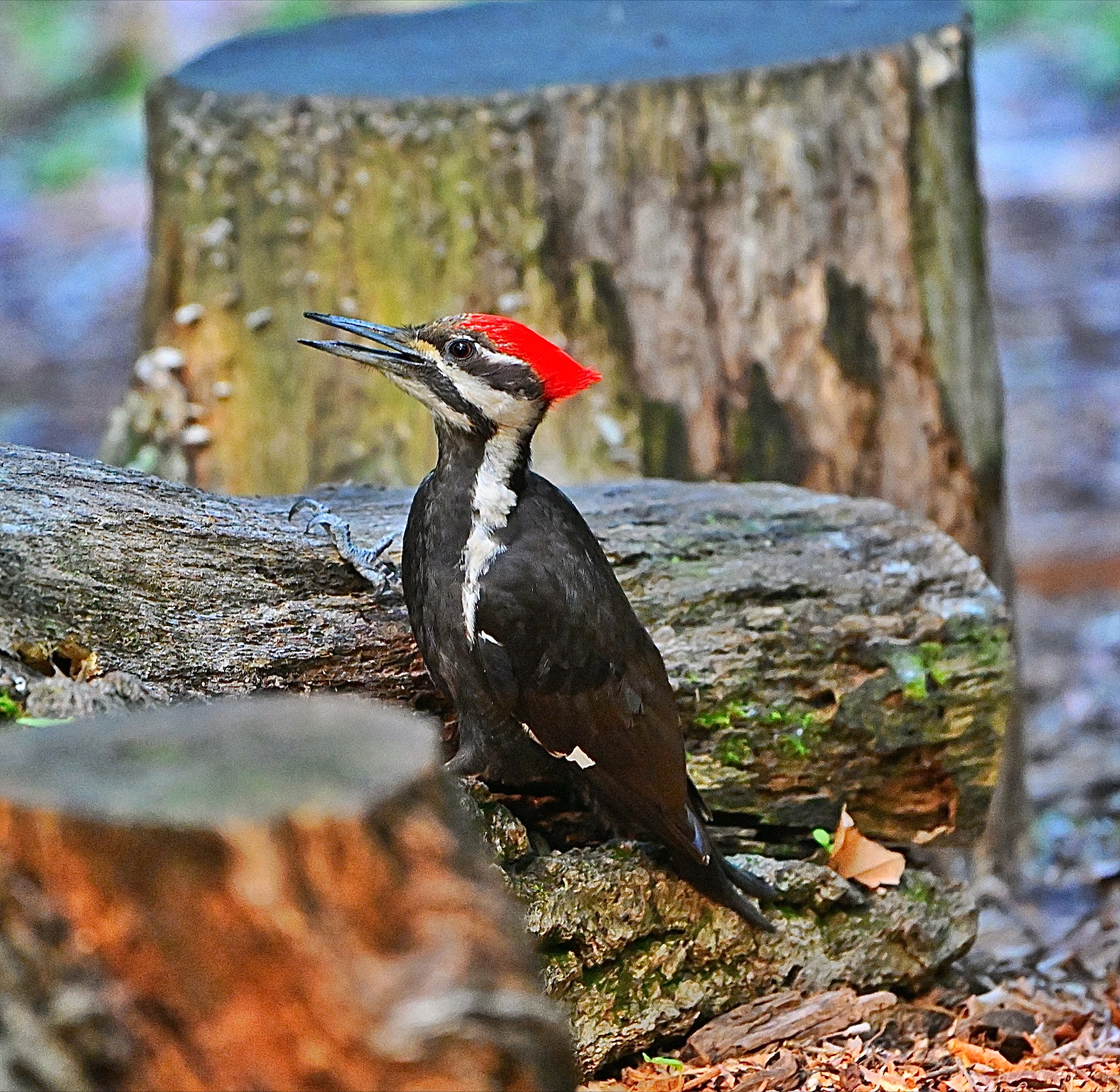 WEE WONDERS: WOODPECKERS