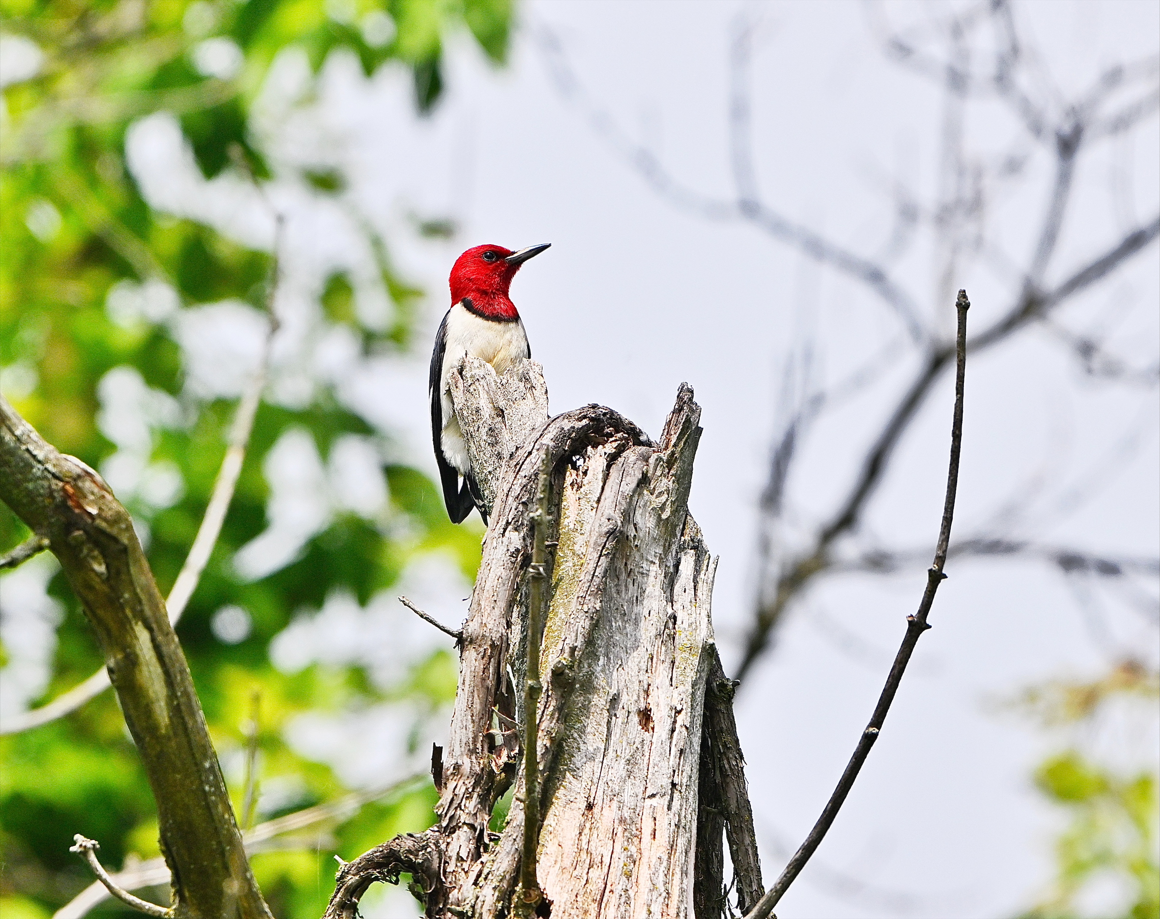 TUESDAY MORNINGS ARE FOR THE BIRDS!
